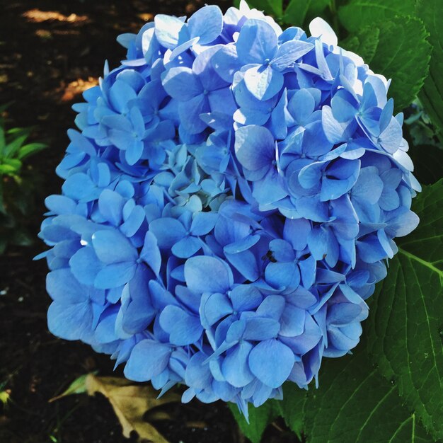 Foto prossimo piano di un'ortensia blu in fiore all'aperto