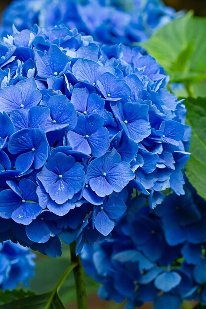 Foto prossimo piano di un'ortensia blu in fiore all'aperto