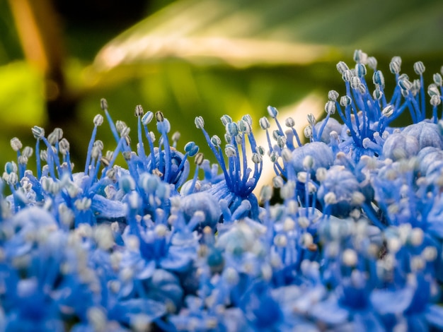 Close-up of a blue Hydrangea in an English garden