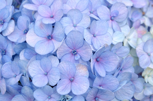 クローズアップの青いアジサイの花の花束
