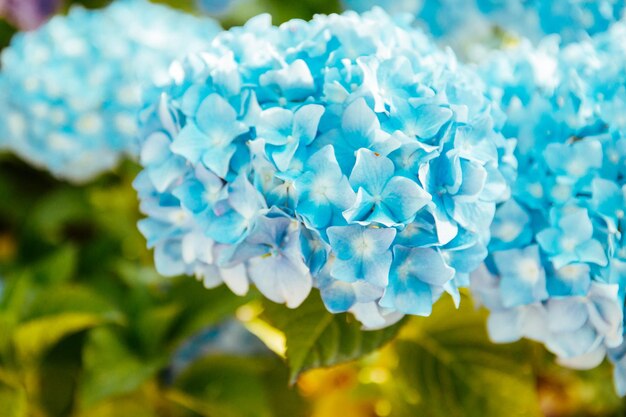 Foto prossimo piano del fiore dell'ortensia blu