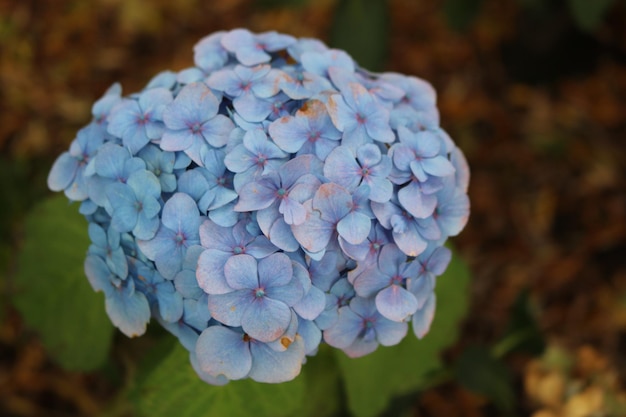 公園の青いホルテンジアの花のクローズアップ