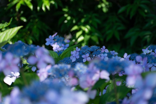 Close-up of blue hydrangea flowers in park