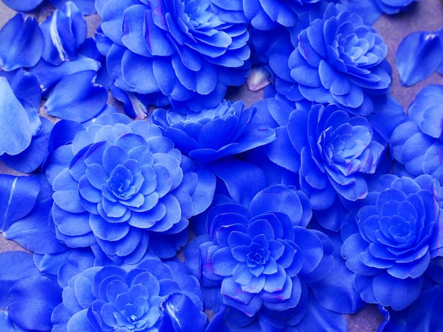 Photo close-up of blue hydrangea flowers