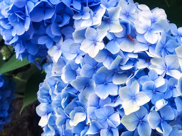 Foto prossimo piano dei fiori dell'ortensia blu