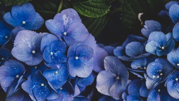 Photo close-up of blue hydrangea flowers