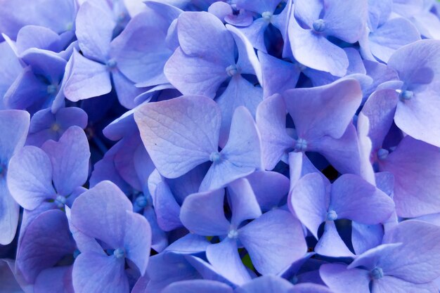 Photo close-up of blue hydrangea flowers