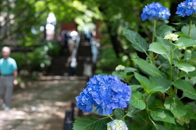 Photo close-up of blue hydrangea flowers