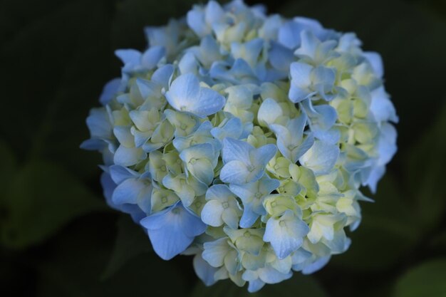 Photo close-up of blue hydrangea flowers