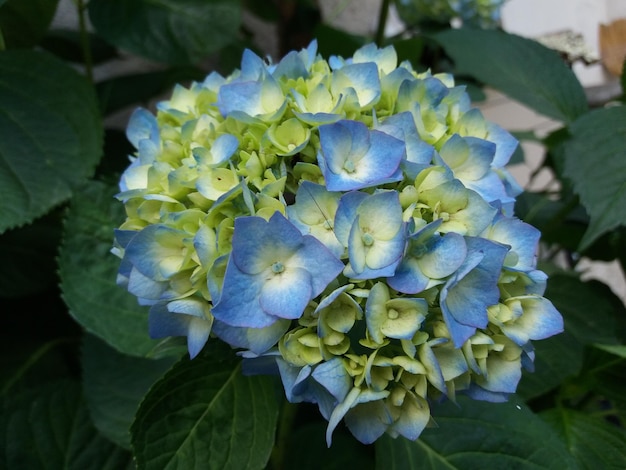 Foto prossimo piano dei fiori dell'ortensia blu