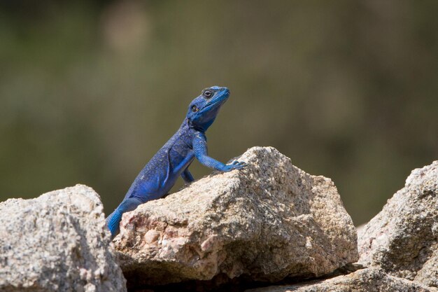 Close-up of blue iguana on rock