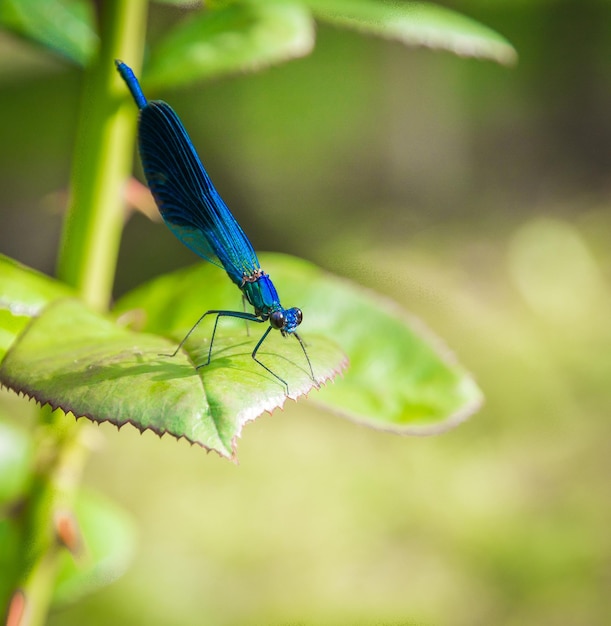 Photo close-up of blue insect on leaf