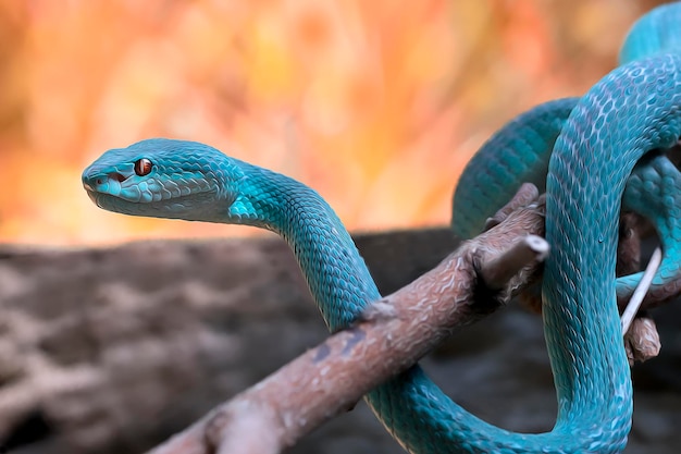 Close-up of a blue insularis viper snake