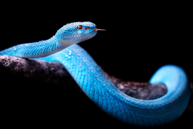 Photo close up of blue insularis viper venomous snake isolated in dark black background