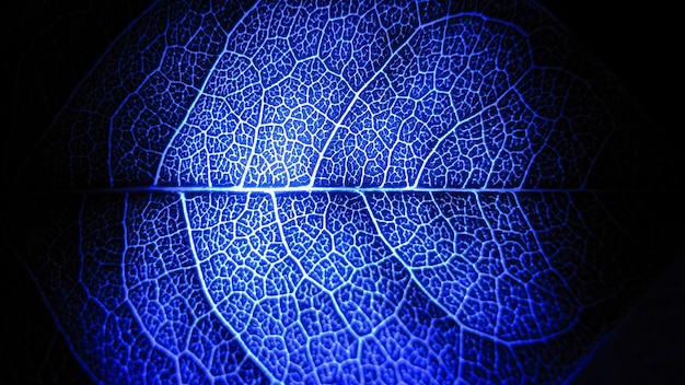 Close-up of blue leaf