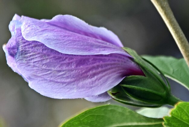 Close up of a blue Malva blossom