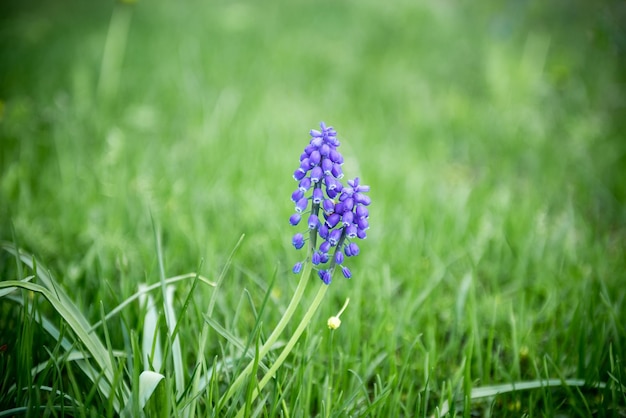 Close up blue muscari flowers in green grass