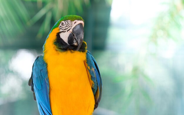 Close-up of blue parrot perching on leaf