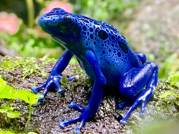 Close-up of blue peacock