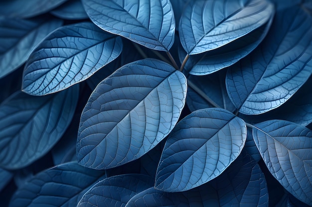 Close Up of a Blue Plant With Leaves