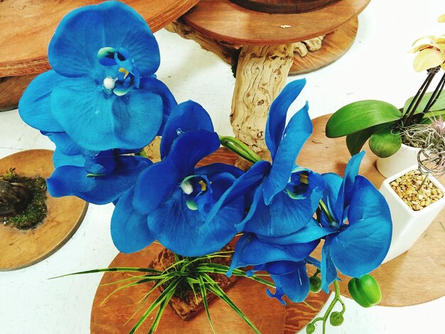 Close-up of blue potted flowers