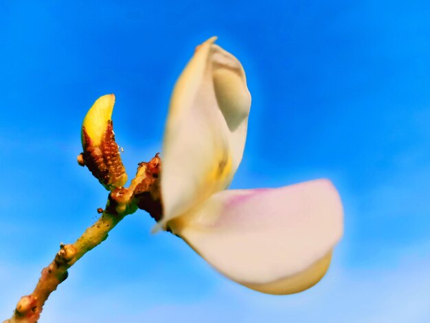 Close-up of blue rose flower against sky