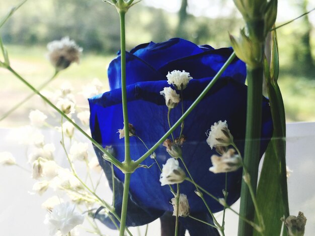 Foto close-up di una rosa blu con fiori bianchi all'aperto