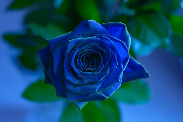 Foto prossimo piano della rosa blu