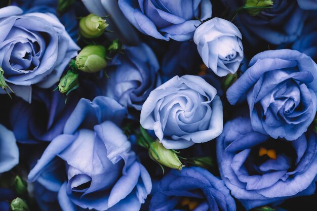 Photo close-up of blue roses