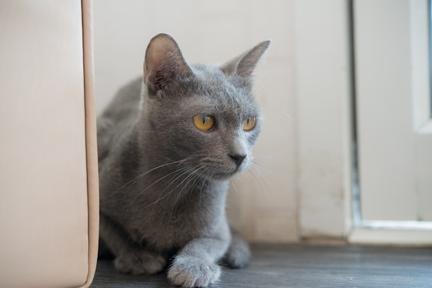 Foto chiuda sul blu occhio di gatto siamese.