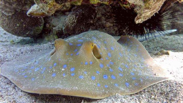 Photo close-up blue spotted stingray on the seabed in the red sea, eilat, istael