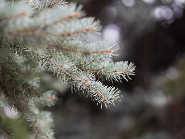 Close up of blue spruce twig