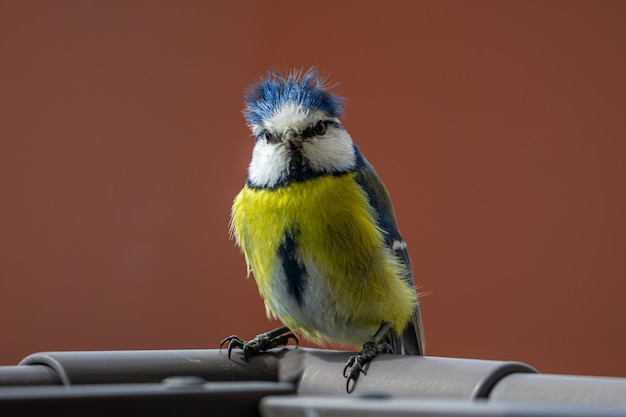 Foto close-up di una tita blu