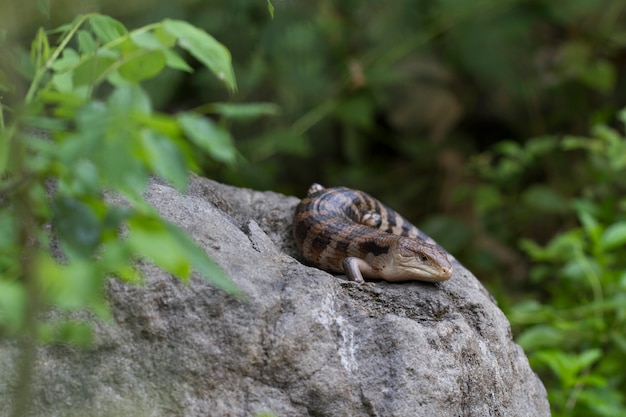 Close up on blue-tongued skink lizard