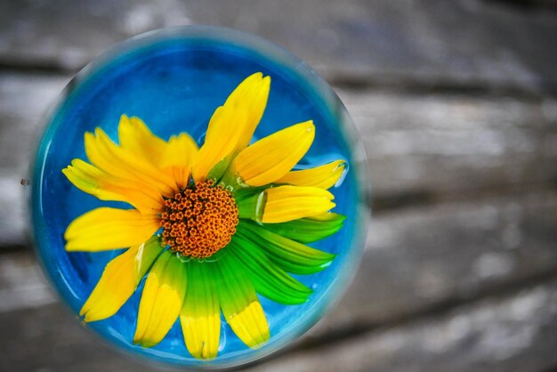 Close-up of blue yellow flower