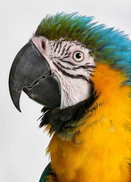 Close-up of Blue-and-yellow Macaw, Ara ararauna isolated