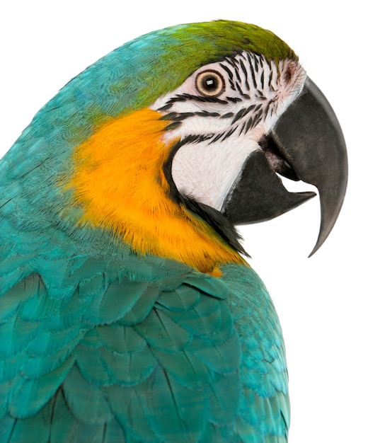 Close-up of Blue and Yellow Macaw, Ara Ararauna, on white isolated