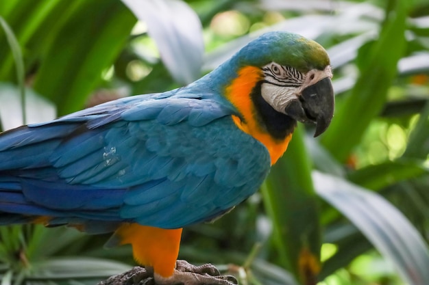 庭で青と黄色のコンゴウインコ オウム鳥を閉じる