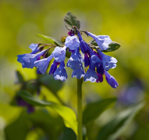 Close up of bluebells in April