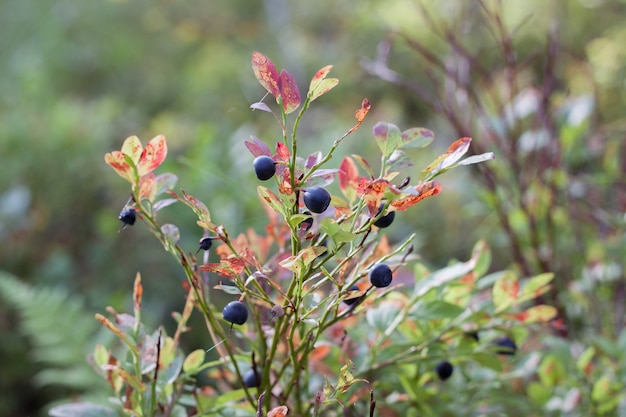 Close up on blueberries on a branch in the forest