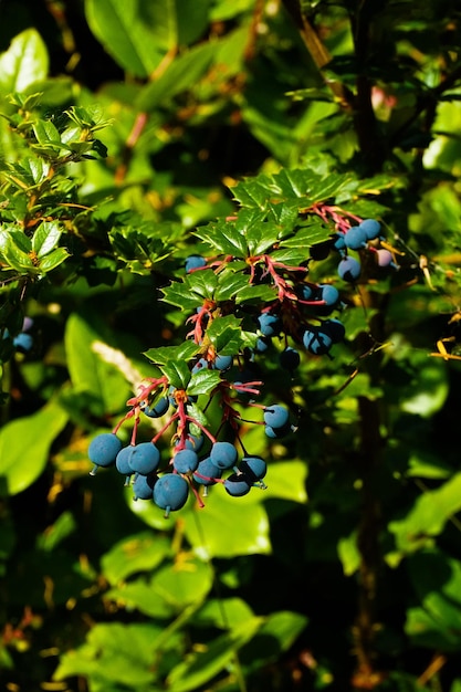 Photo close-up of blueberries growing on plant