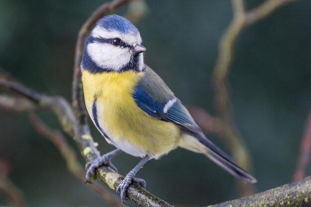 Close-up of a bluetit perching outdoors