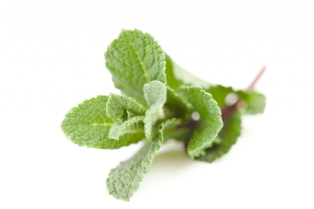 Close up of  blurred mint