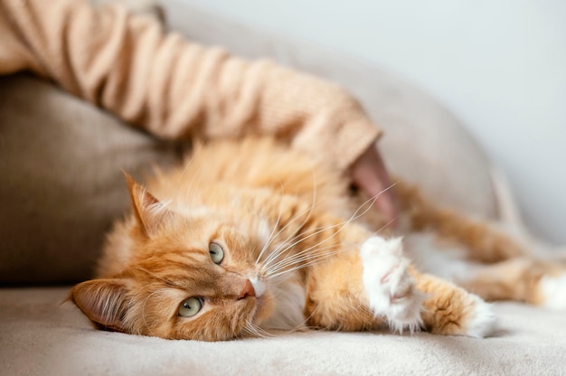 Photo close up blurry hand petting cat