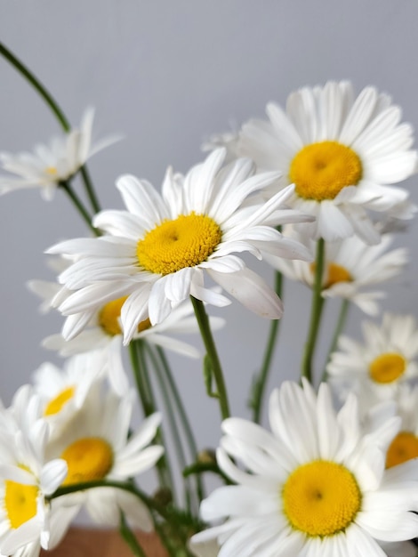 Close-up boeket kamille bloemen a