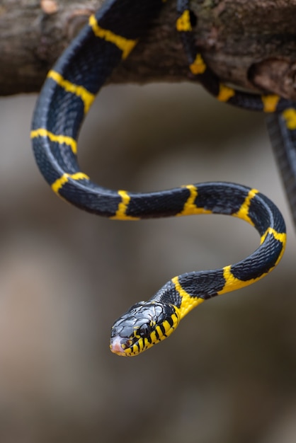 Крупный план Boiga dendrophila