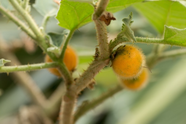 Close-up Bolo Maka op plant.Solanum stramoniifolium Jacq.