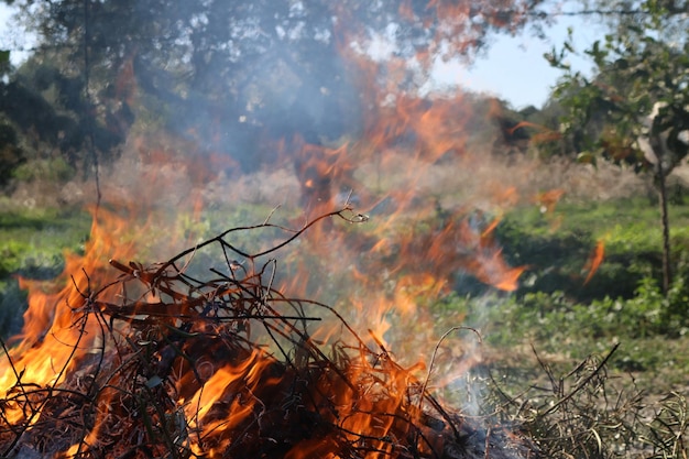 Photo close-up of bonfire against trees