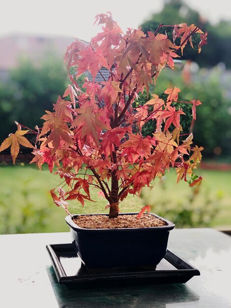 Foto prossimo piano di un bonsai su un tavolo