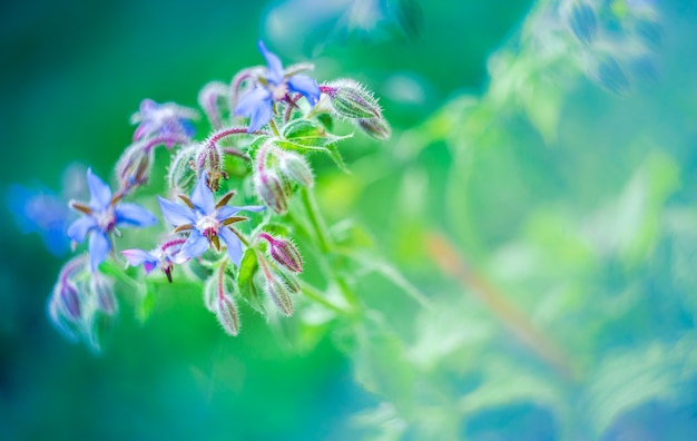 Крупный план голубых цветов огуречника - Borago officinalis, также известного как звездоцвет, на размытом фоне